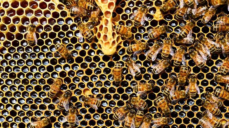 Yaban arılarının evde yuvalanma alışkanlıkları