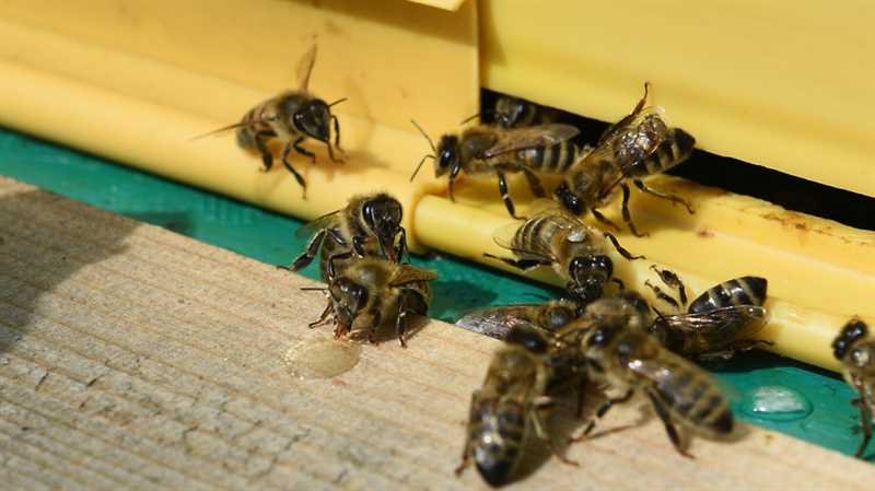 Yaban arıları nasıl bir yuva çatı altında kurtulur?