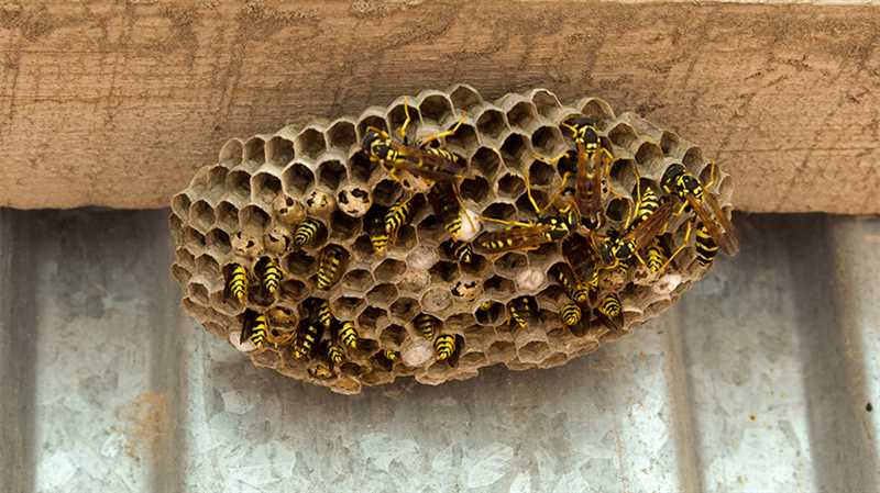 Nasıl bir yaban arı yuvası evde kurtuluruz?