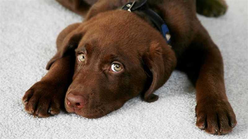 Evdeki köpek kokusunu azaltmak için hangi doğal yolları deneyebilirsiniz?