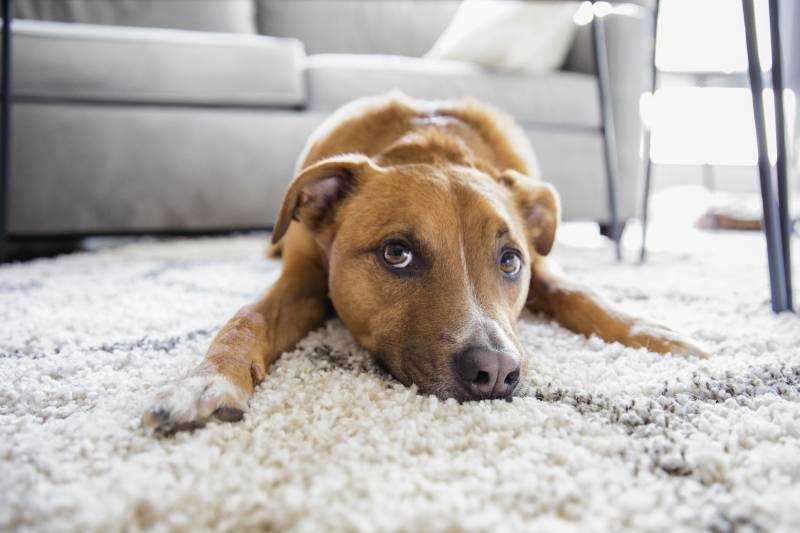 Köpeğinizin kokusunu gidermek için hangi ev yapımı ürünleri kullanabilirsiniz?