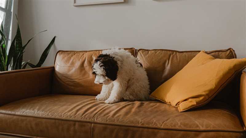 Köpek idrarı kokusunu kanepeden nasıl gideririm?