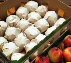 Serin sonbahar ve kış aylarında balkonda elma depolamak için ideal sıcaklık ne olmalıdır? Elma depolamanın ipuçları