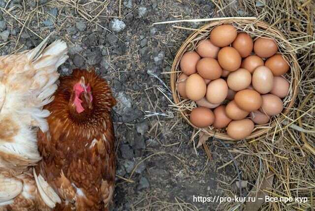 Evde Yumurta Nasıl Saklanır?