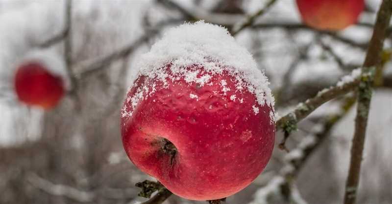Kışa kadar saklanabilen kış elma çeşitleri: meyve özellikleri ve uzun süreli depolama